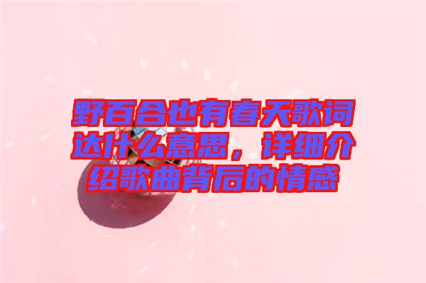 野百合也有春天歌詞達(dá)什么意思，詳細(xì)介紹歌曲背后的情感